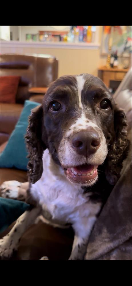 Enlarge Hallie Berrie, a Adoptable English Springer Spaniel in San Antonio, TX image 4/6