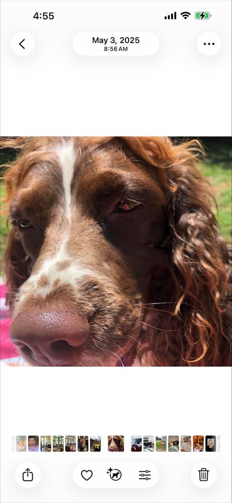 Enlarge Hallie Berrie, a Adoptable English Springer Spaniel in San Antonio, TX image 5/6