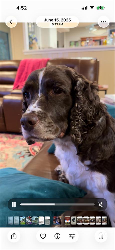 Hallie Berrie, Adoptable, Senior Female English Springer Spaniel.
