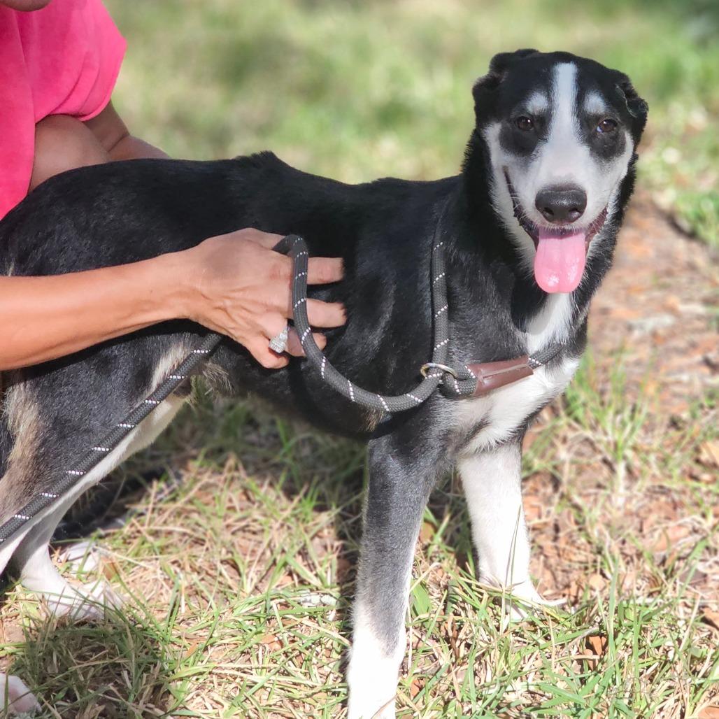 Alex, Adoptable, Young Male Husky.