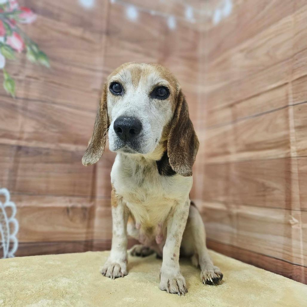 Vixey, Adoptable, Senior Female Beagle & Mixed Breed.