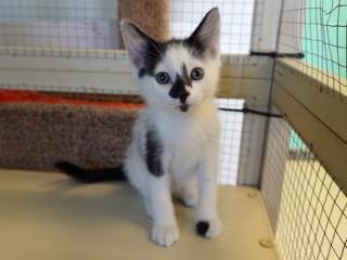 Big Mike, an adoptable Domestic Short Hair in Anaconda, MT, 59711 | Photo Image 1