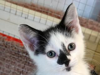 Big Mike, an adoptable Domestic Short Hair in Anaconda, MT, 59711 | Photo Image 2