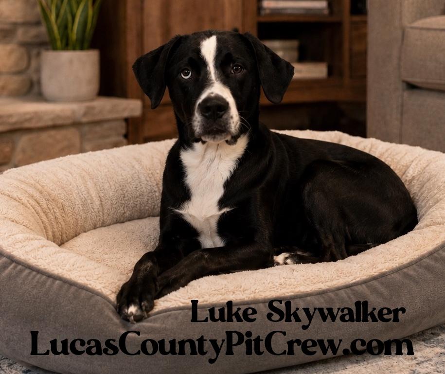 Enlarge Luke, a Adoptable mixed breed in Toledo, OH image 1/2