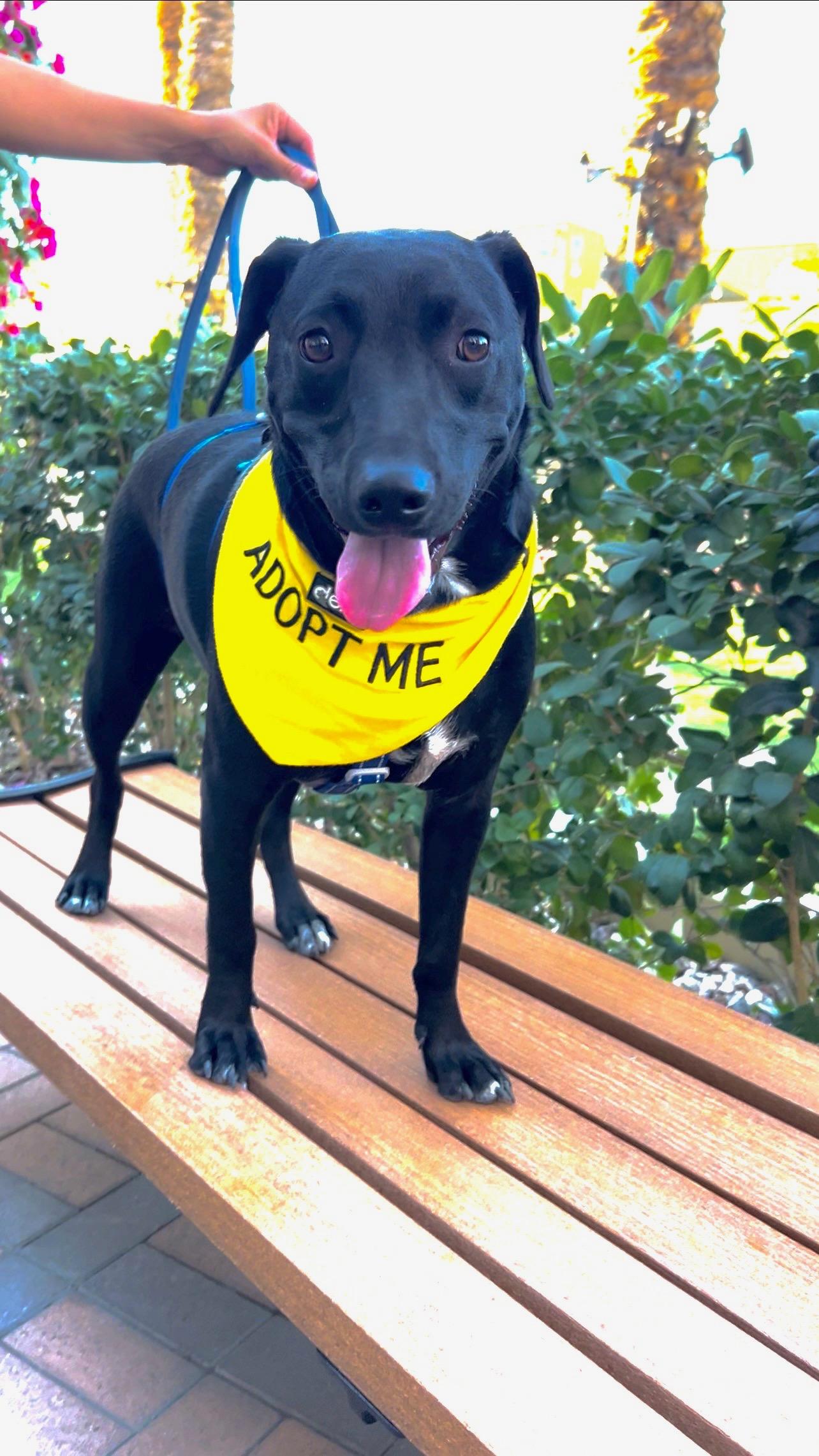 Cash , Adoptable, Puppy Male Mixed Breed & Labrador Retriever.