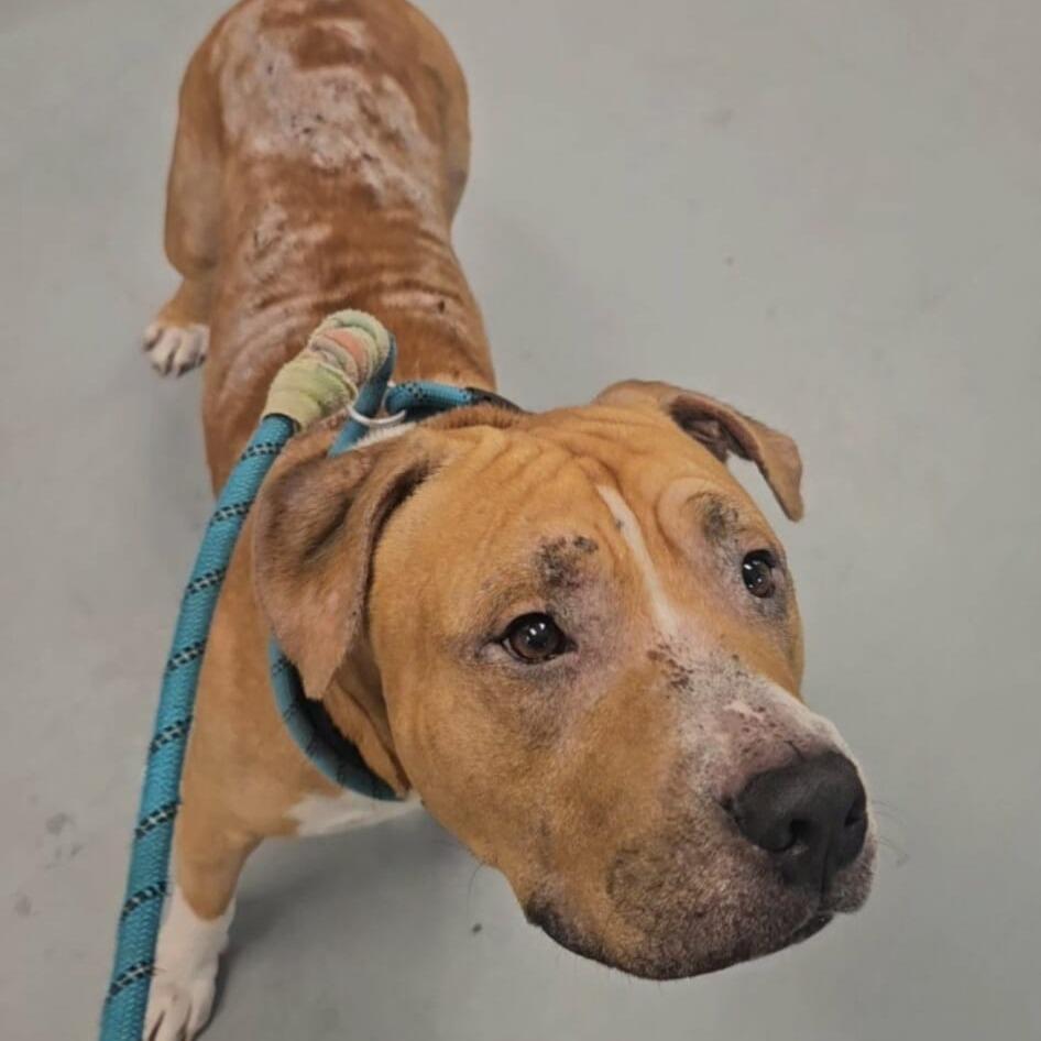 Cuppy, Adoptable, Adult Male Pit Bull Terrier.