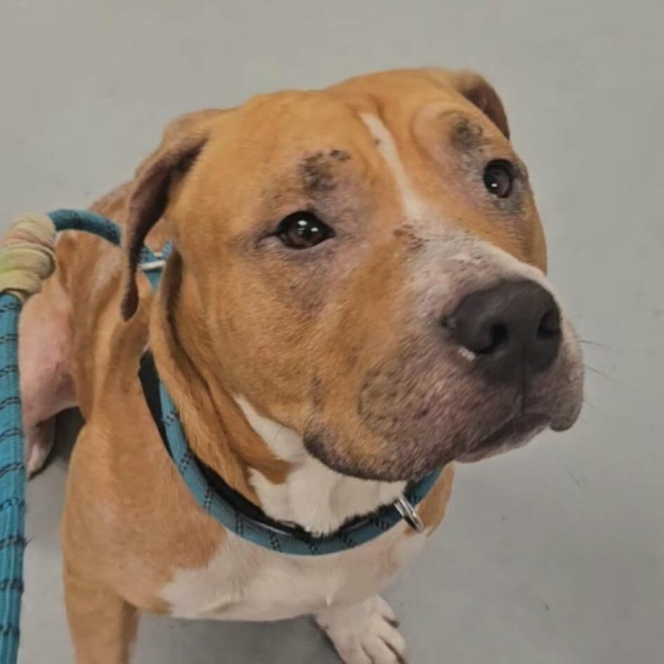 Cuppy, a Adoptable Pit Bull Terrier in Philadelphia, PA image 2/6