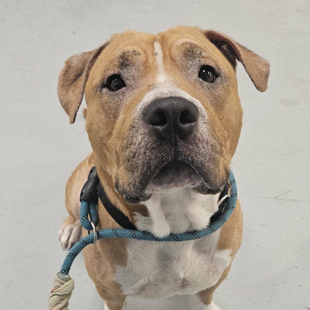 Cuppy, a Adoptable Pit Bull Terrier in Philadelphia, PA image 3/6