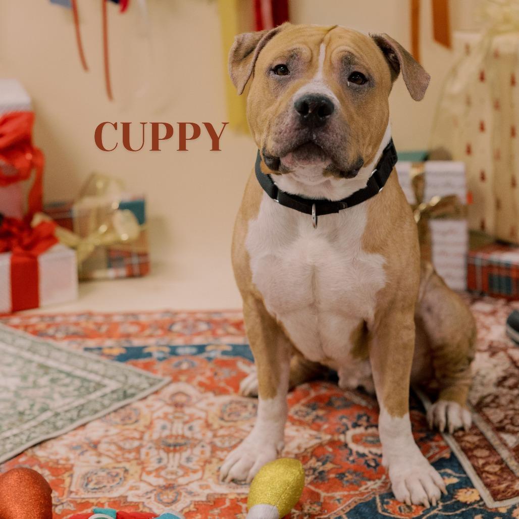 Cuppy, a Adoptable Pit Bull Terrier in Philadelphia, PA image 4/6