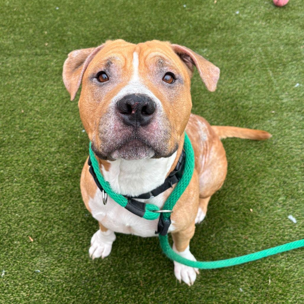 Cuppy, a Adoptable Pit Bull Terrier in Philadelphia, PA image 6/6