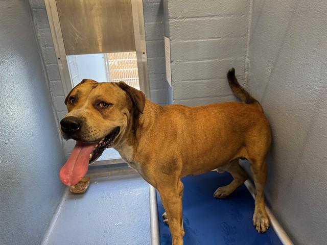 CHABARRO, Adoptable, Adult Male Pit Bull Terrier.