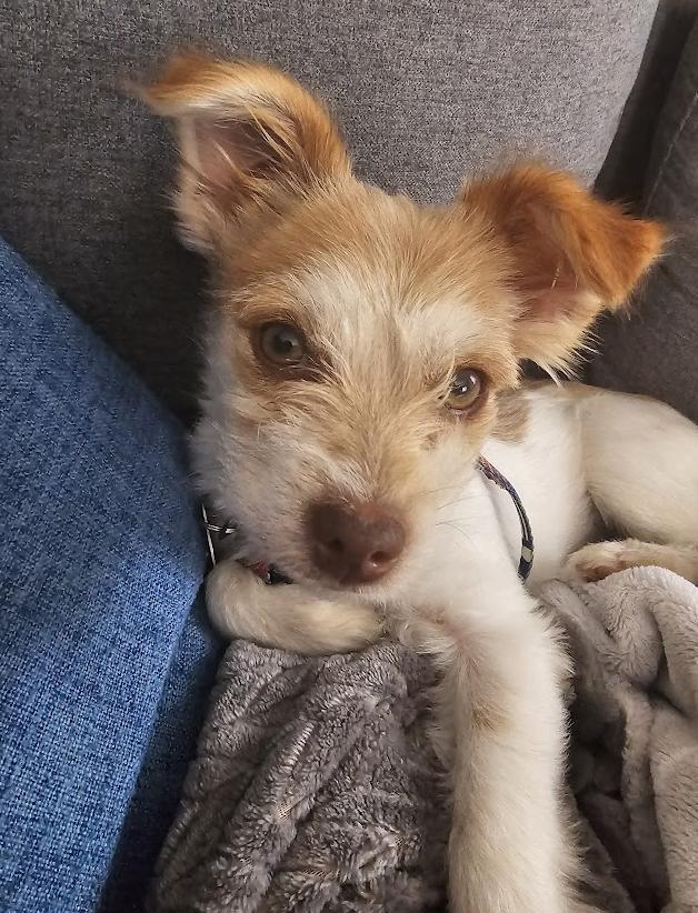 Sancho, Adoptable, Young Male Terrier & Chihuahua.