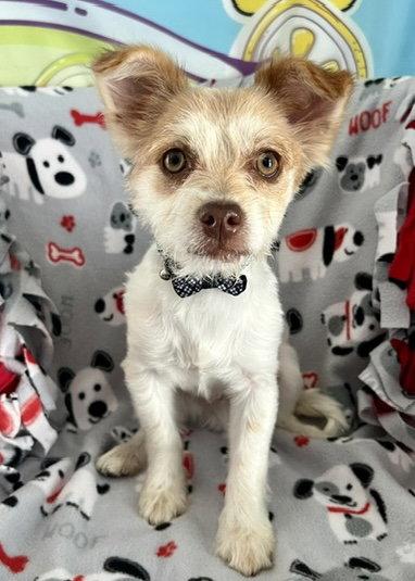 Enlarge Sancho, a Adoptable mixed breed in Seattle, WA image 2/3