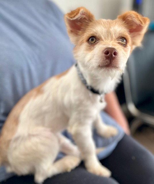 Enlarge Sancho, a Adoptable mixed breed in Seattle, WA image 3/3