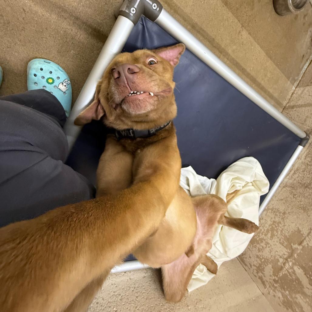 Enlarge Loki, a Adoptable Labrador Retriever in Waldorf, MD image 2/2