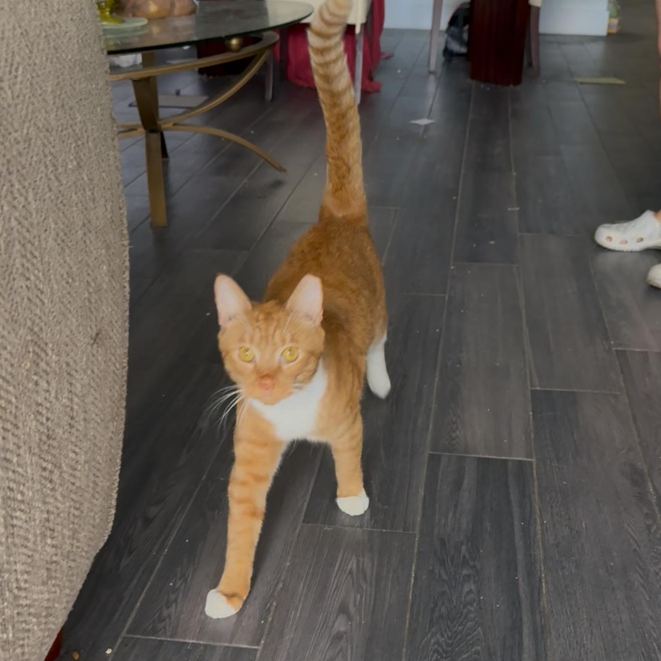 Pugsley — thumbnail 4