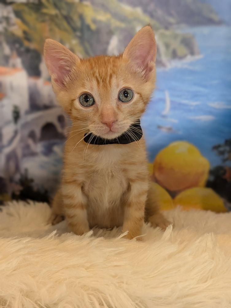 Enlarge Haru, a Adoptable mixed breed in Fremont, CA image 1/5