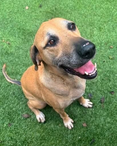 Enlarge JoJo, a Adoptable mixed breed in Independence, MO image 2/6