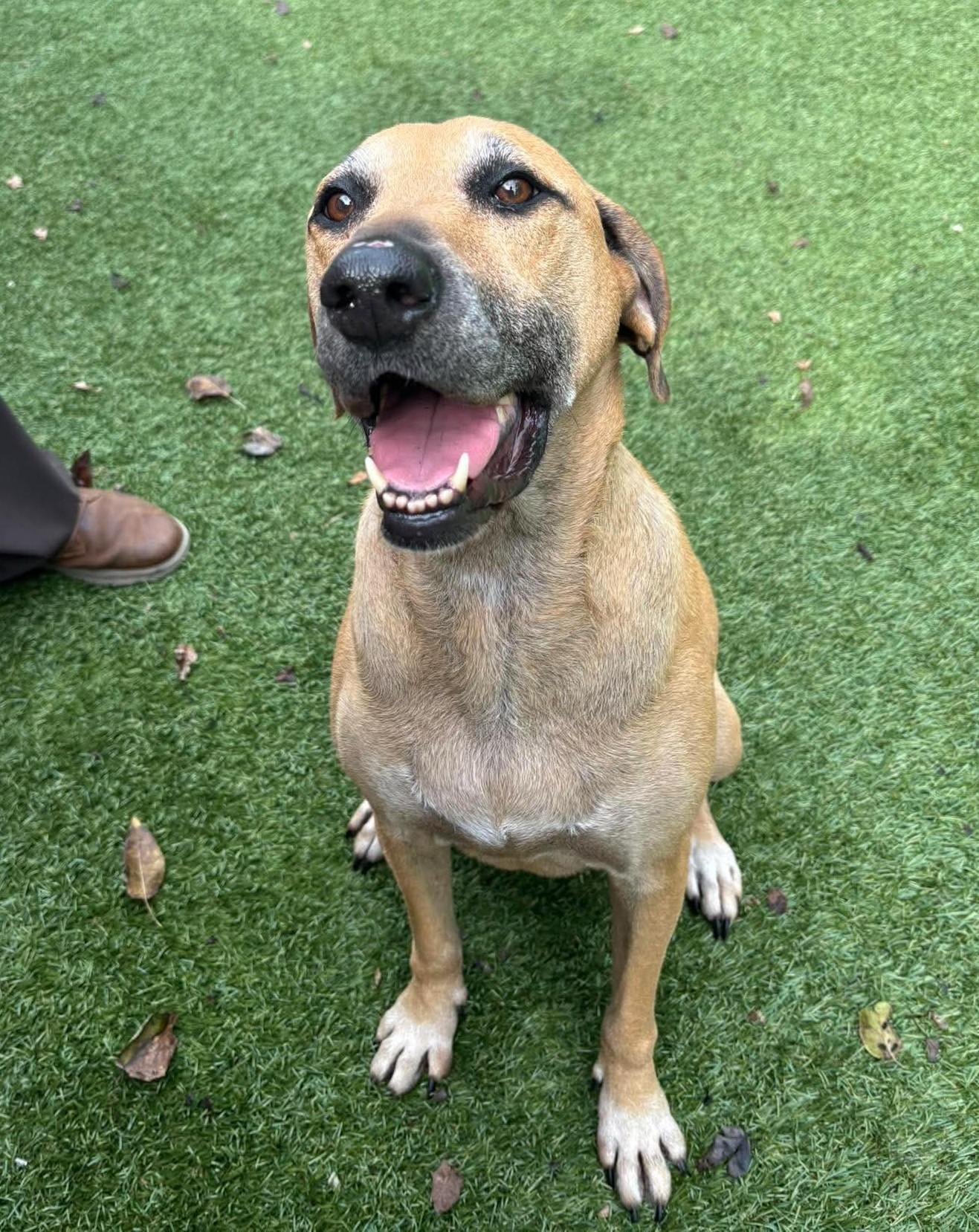 Enlarge JoJo, a Adoptable mixed breed in Independence, MO image 6/6