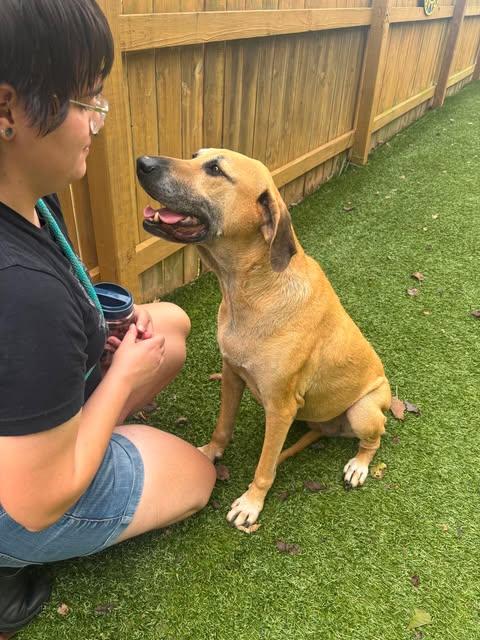 Enlarge JoJo, a Adoptable mixed breed in Independence, MO image 3/6