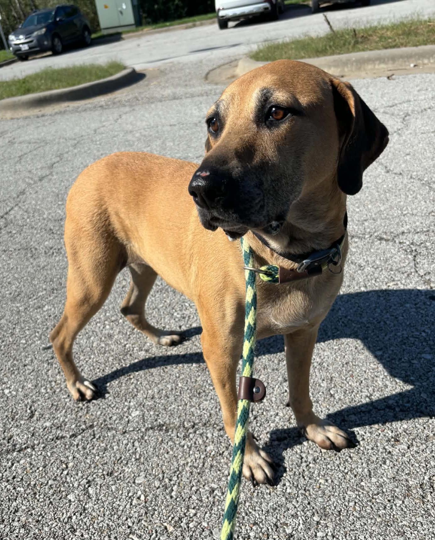 JoJo, Adoptable, Senior Female Hound.