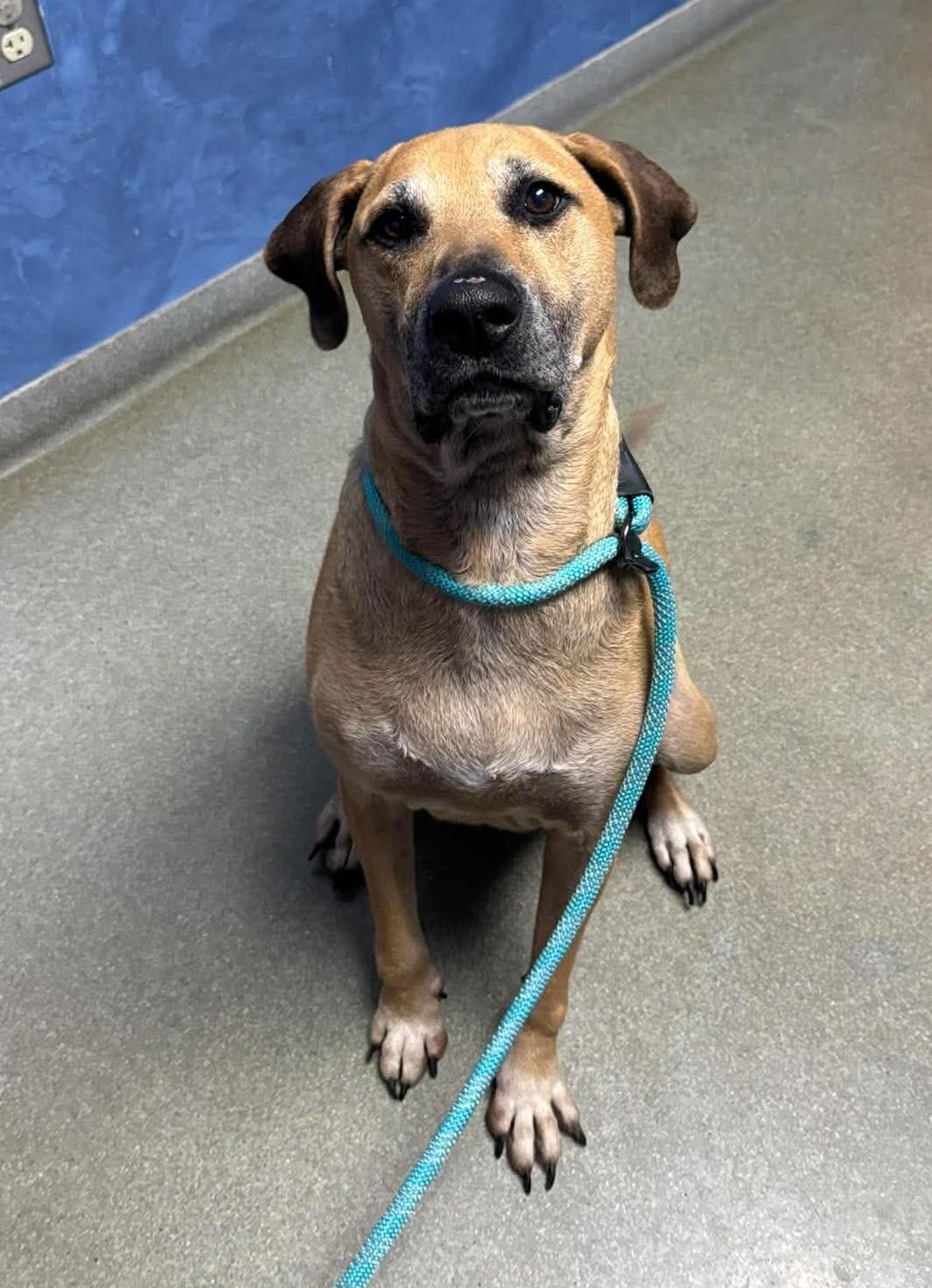 Enlarge JoJo, a Adoptable mixed breed in Independence, MO image 4/6