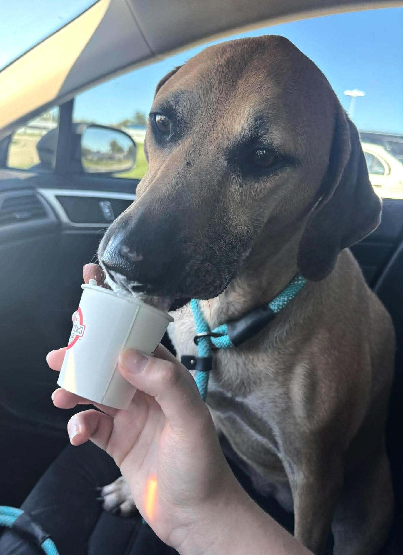Enlarge JoJo, a Adoptable mixed breed in Independence, MO image 5/6