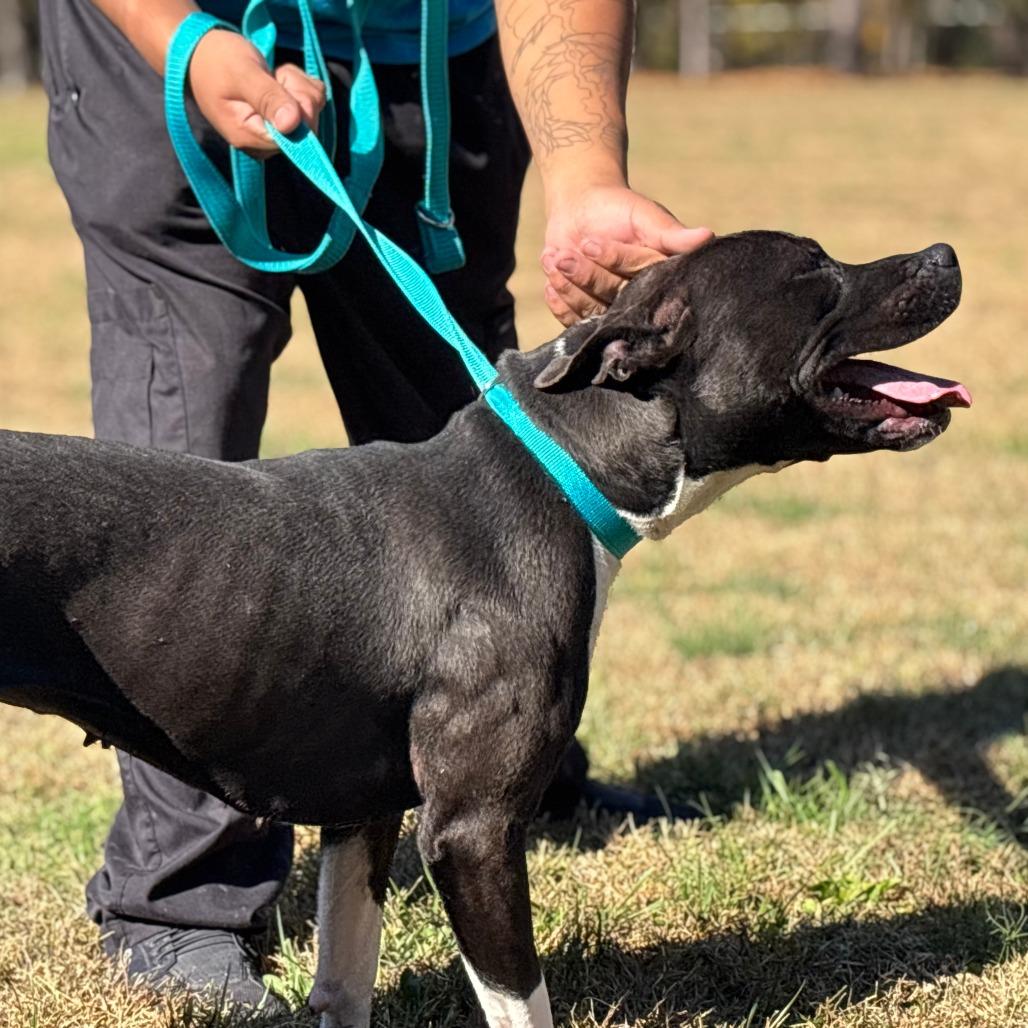 Waffles, a Adoptable Mixed Breed in Mebane, NC image 1/4