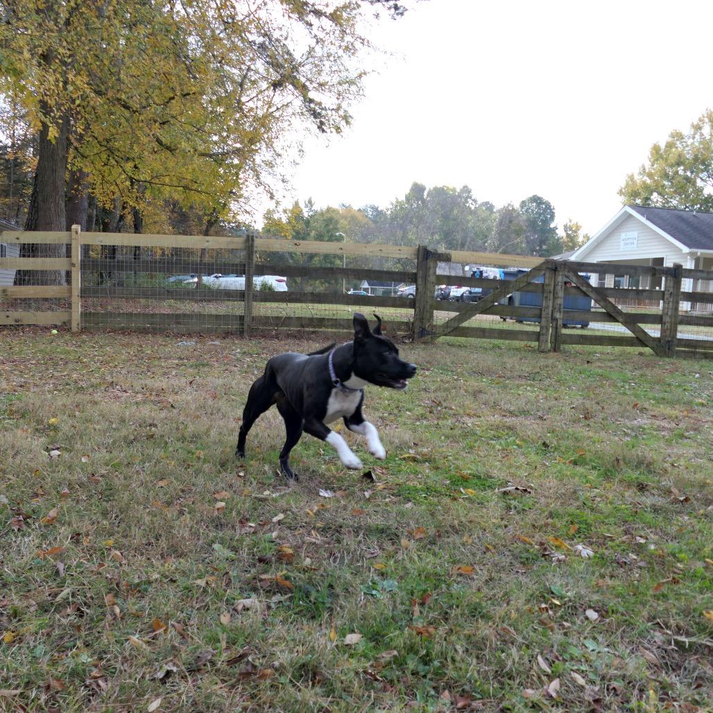 Waffles, a Adoptable Mixed Breed in Mebane, NC image 3/4