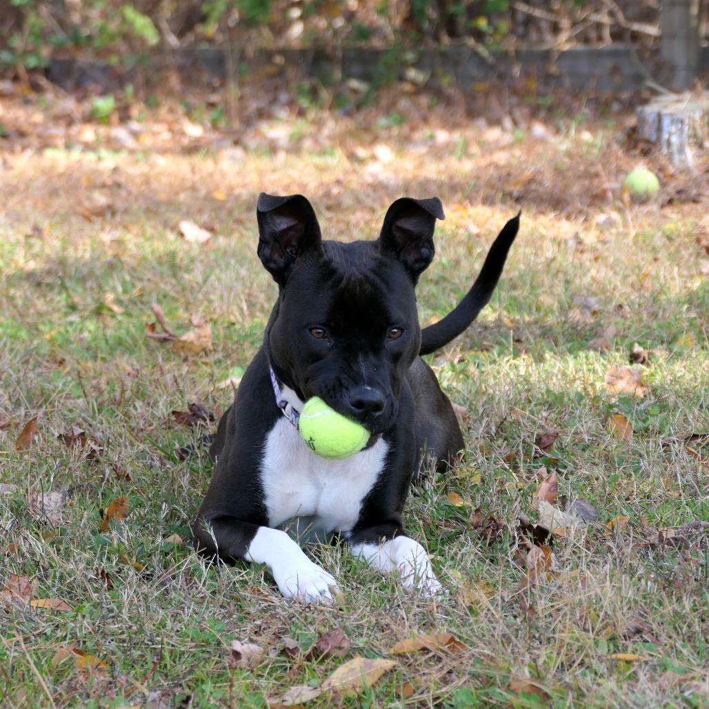 Waffles, a Adoptable Mixed Breed in Mebane, NC image 4/4