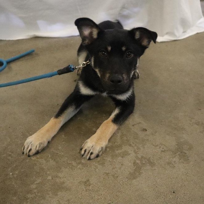 Britt, adopted, Puppy Female German Shepherd Dog.