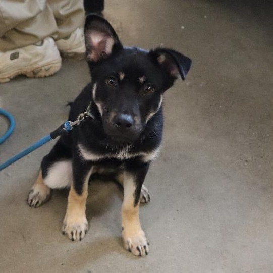 Enlarge Britt, an adopted mixed breed in Goshen, KY image 2/3