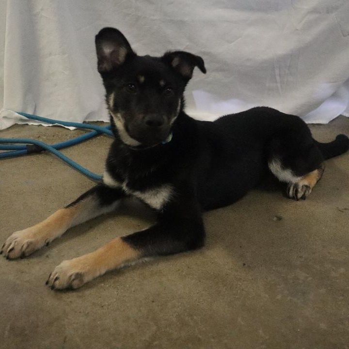 Enlarge Britt, an adopted mixed breed in Goshen, KY image 3/3