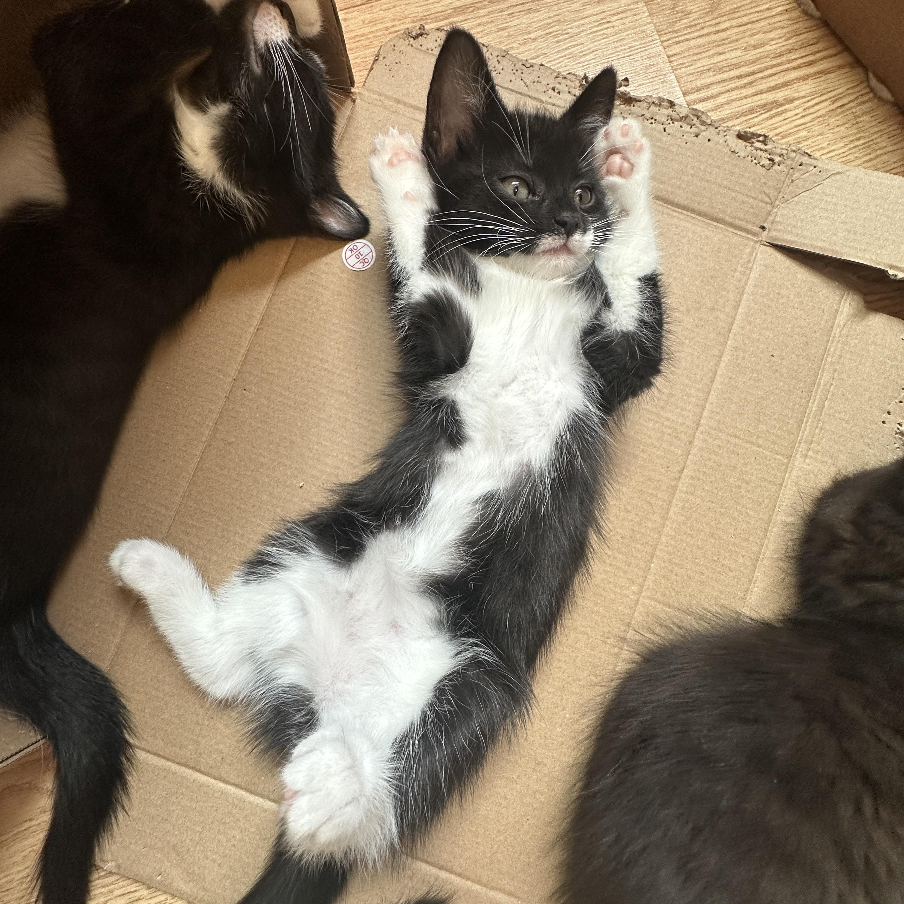 Enlarge Gabriella (f), a Adoptable Domestic Short Hair in Courtenay, BC image 2/6