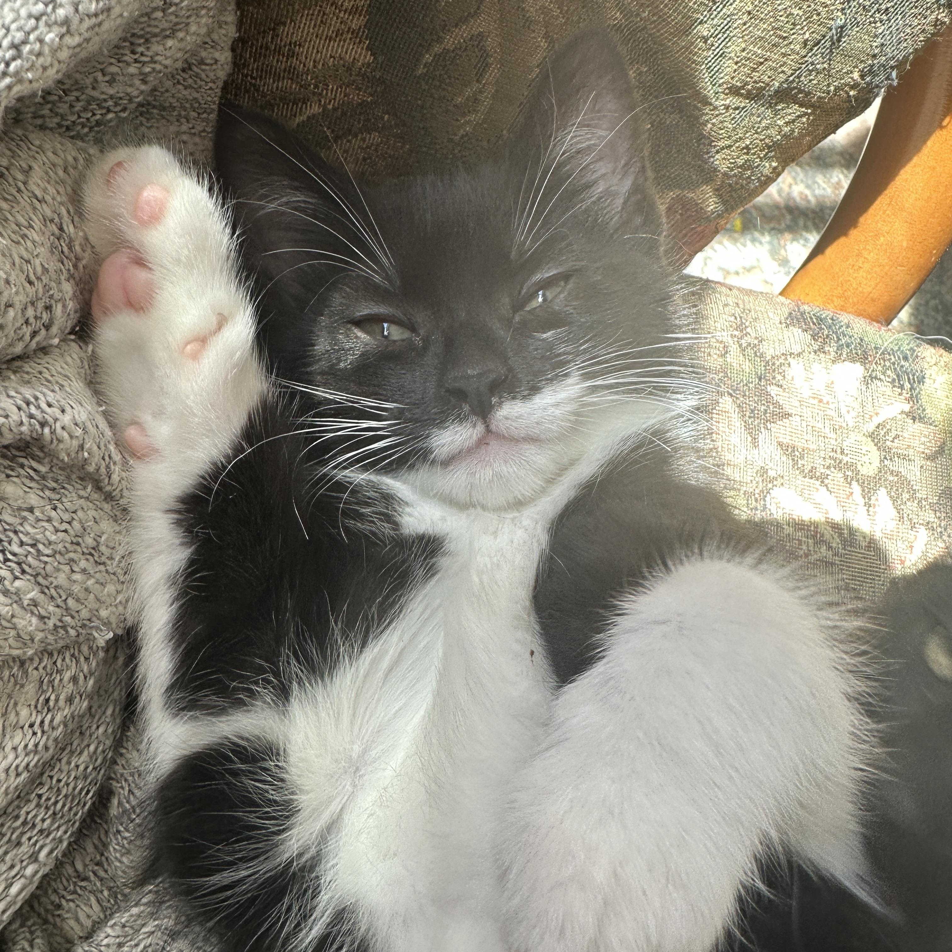 Enlarge Gabriella (f), a Adoptable Domestic Short Hair in Courtenay, BC image 4/6