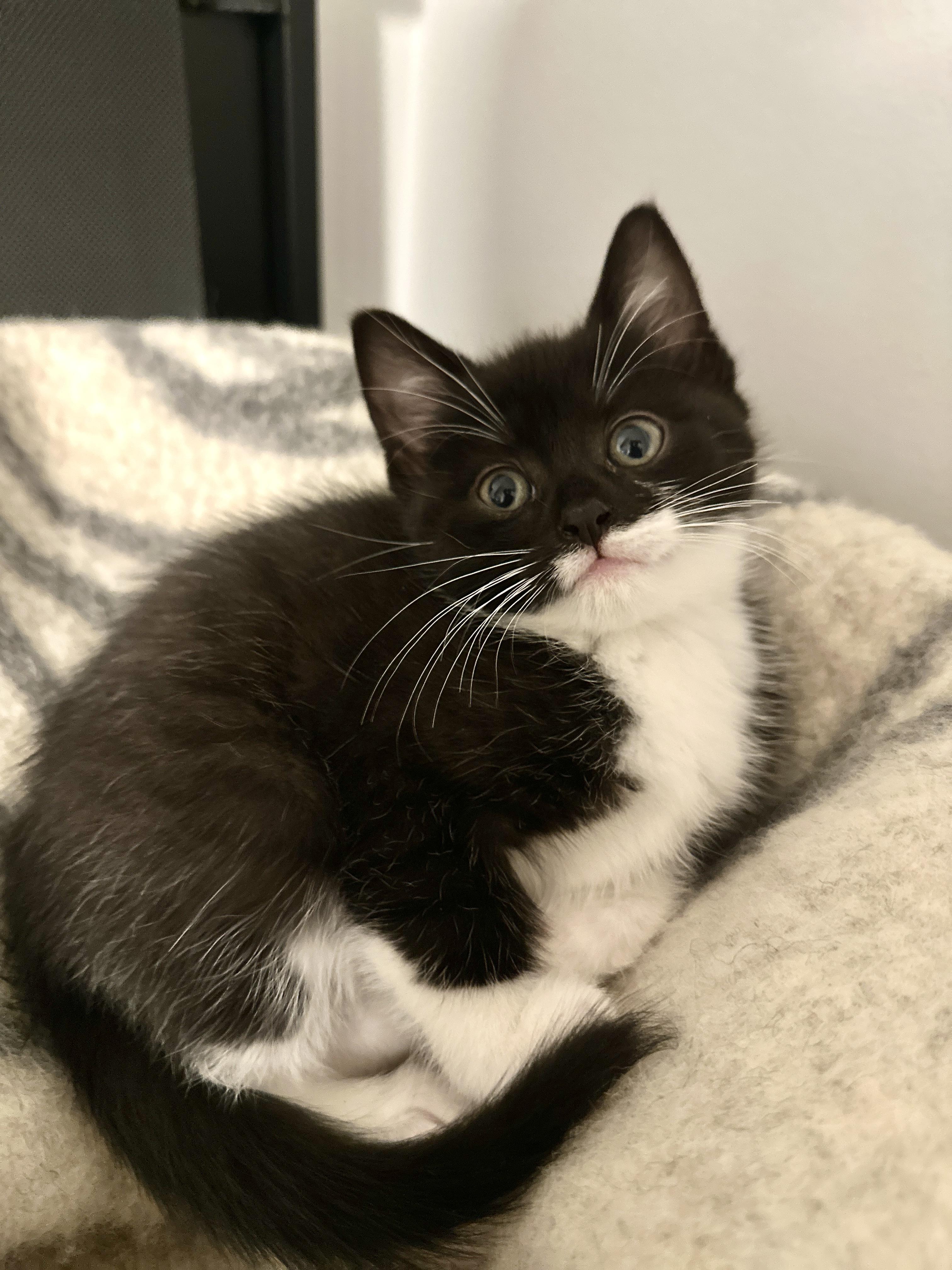 Enlarge Gabriella (f), a Adoptable Domestic Short Hair in Courtenay, BC image 5/6