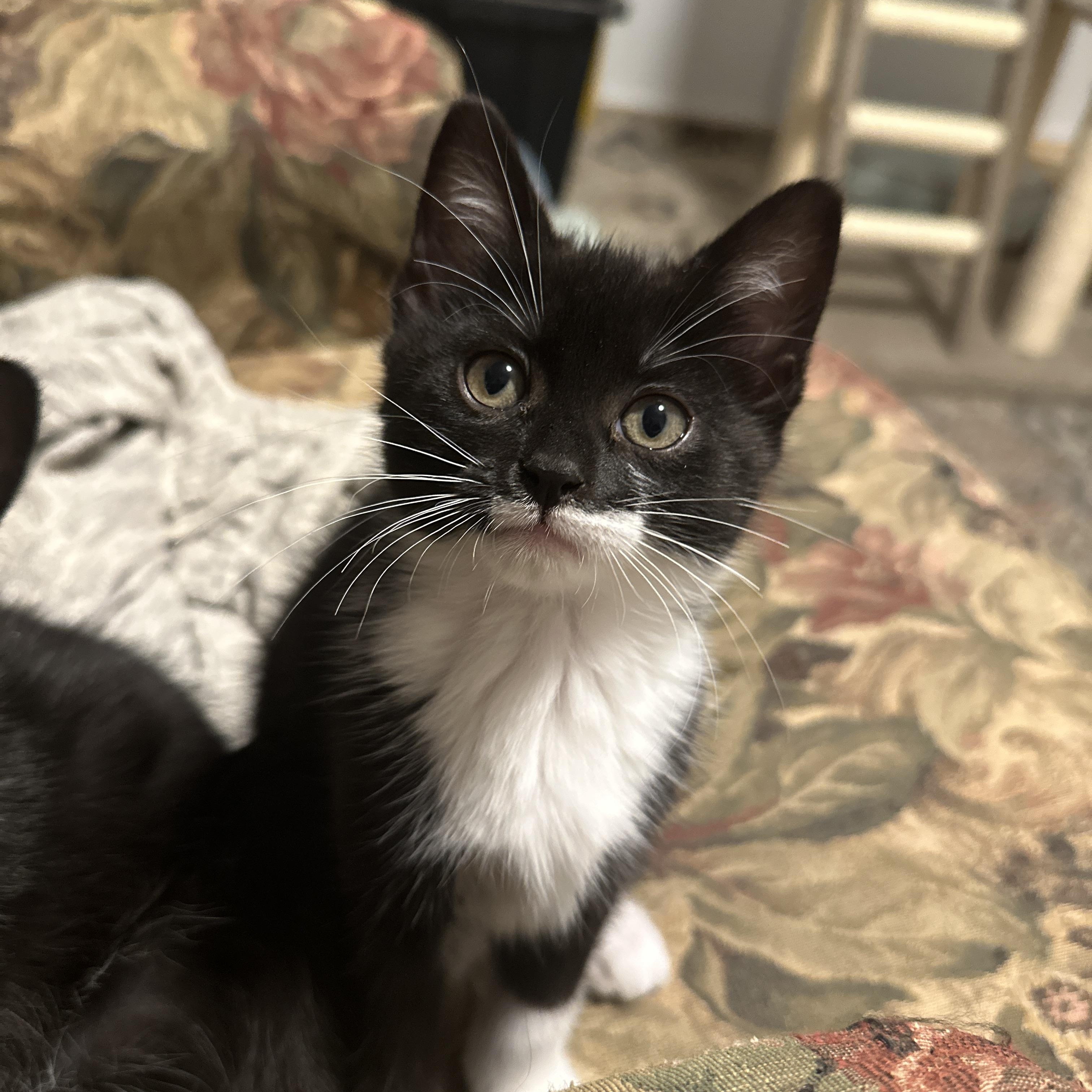 Enlarge Gabriella (f), a Adoptable Domestic Short Hair in Courtenay, BC image 1/6