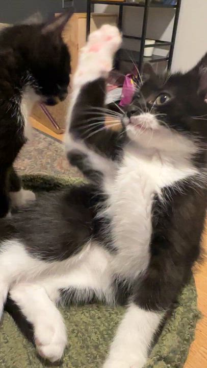 Enlarge Gabriella (f), a Adoptable Domestic Short Hair in Courtenay, BC video 3/6