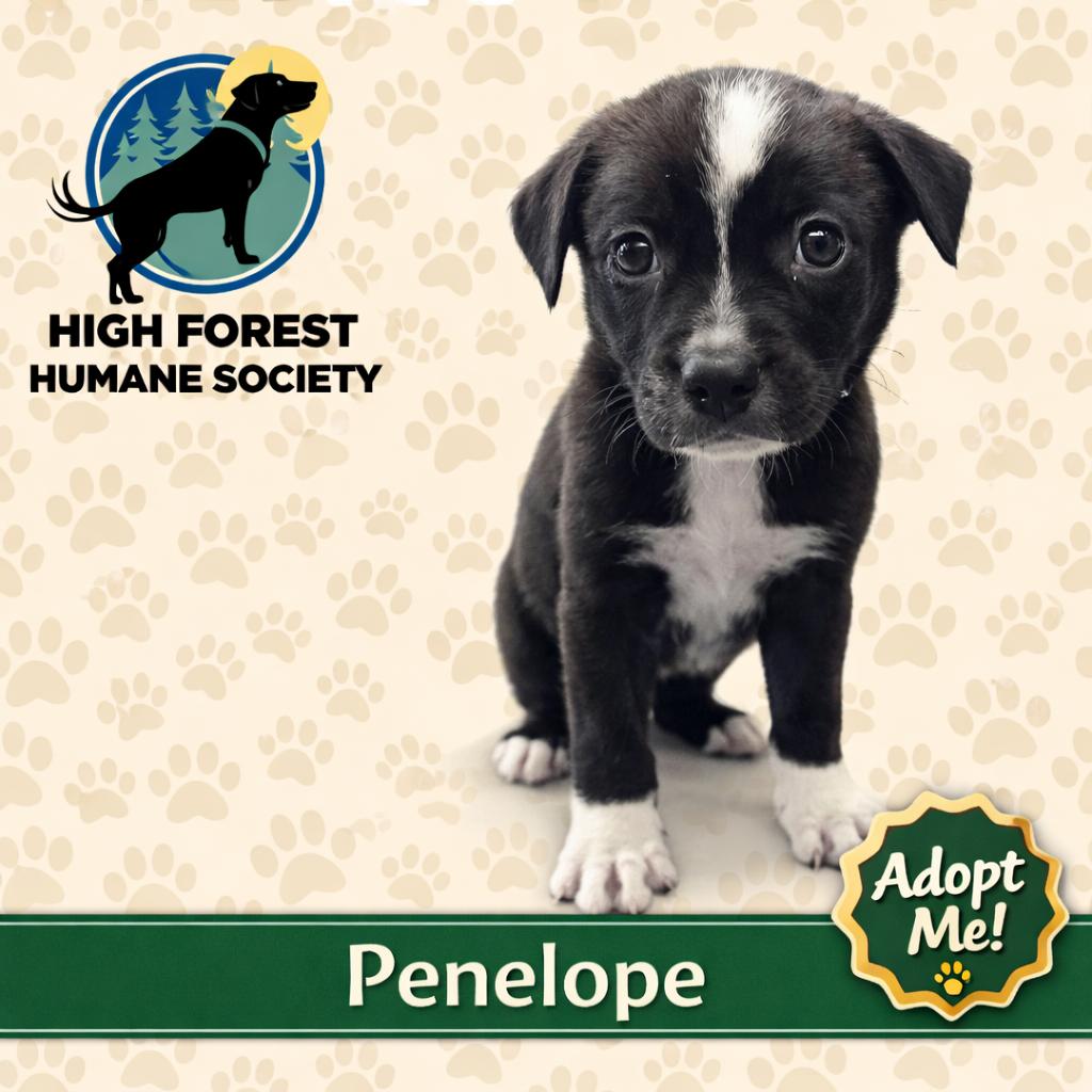 Penelope, Adoptable, Puppy Female Mixed Breed & Mixed Breed.