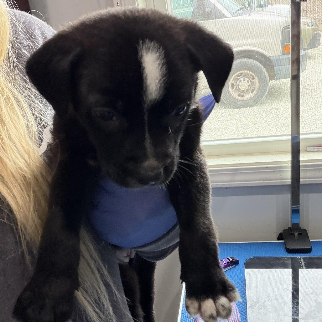 Enlarge Penelope, a Adoptable mixed breed in Hohenwald, TN image 2/3