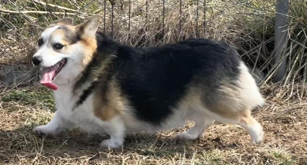 Bubbles, Adopted, Adult Male Corgi.