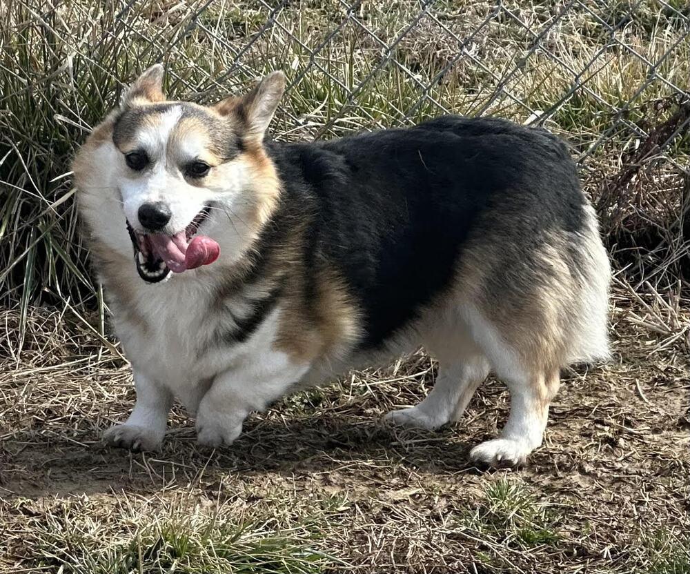 Enlarge Bubbles, a Adopted Corgi in Chattanooga, TN image 2/2