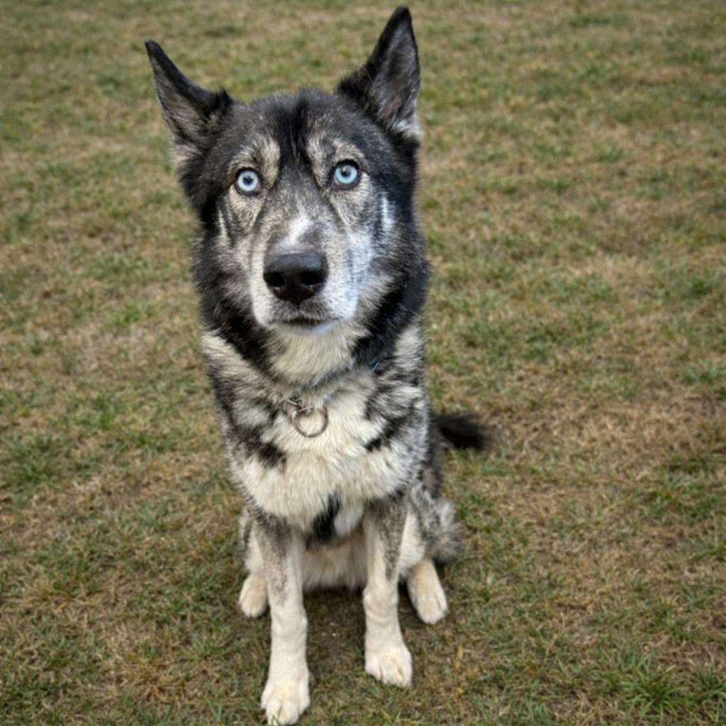 Forest, Adoptable, Adult Male Husky.