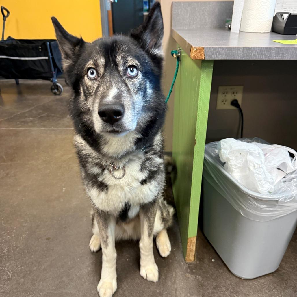 Enlarge Forest, a Adoptable Husky in Norman, OK image 2/2
