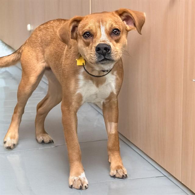 BASHFUL, Adoptable, Young Female Australian Cattle Dog / Blue Heeler & Mixed Breed.