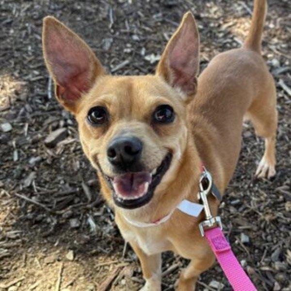Enlarge Legolas, a Adoptable mixed breed in Walnut Creek, CA image 1/1