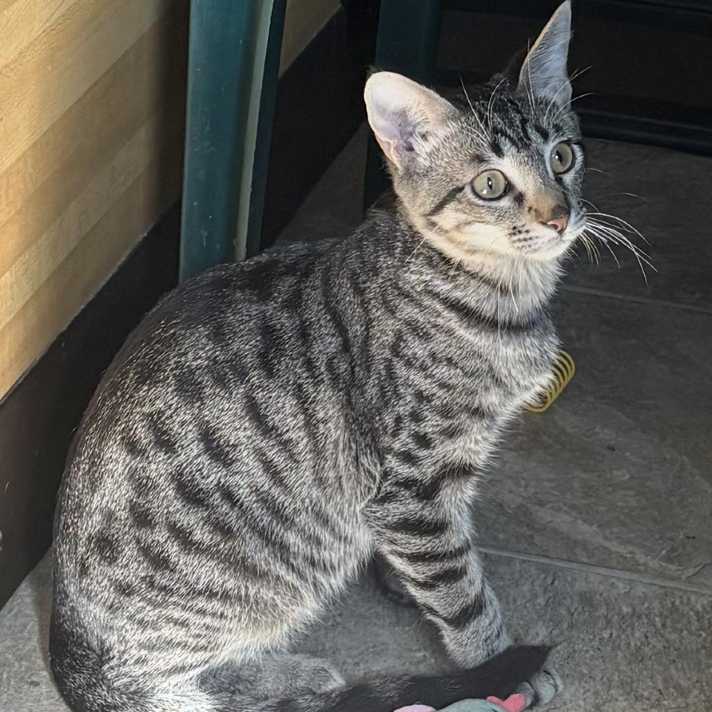 Luca, Adoptable, Young Male Domestic Short Hair.