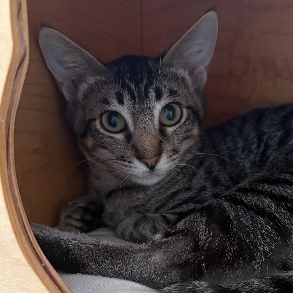 Enlarge Luca, a Adoptable Domestic Short Hair in Leander, TX image 2/2
