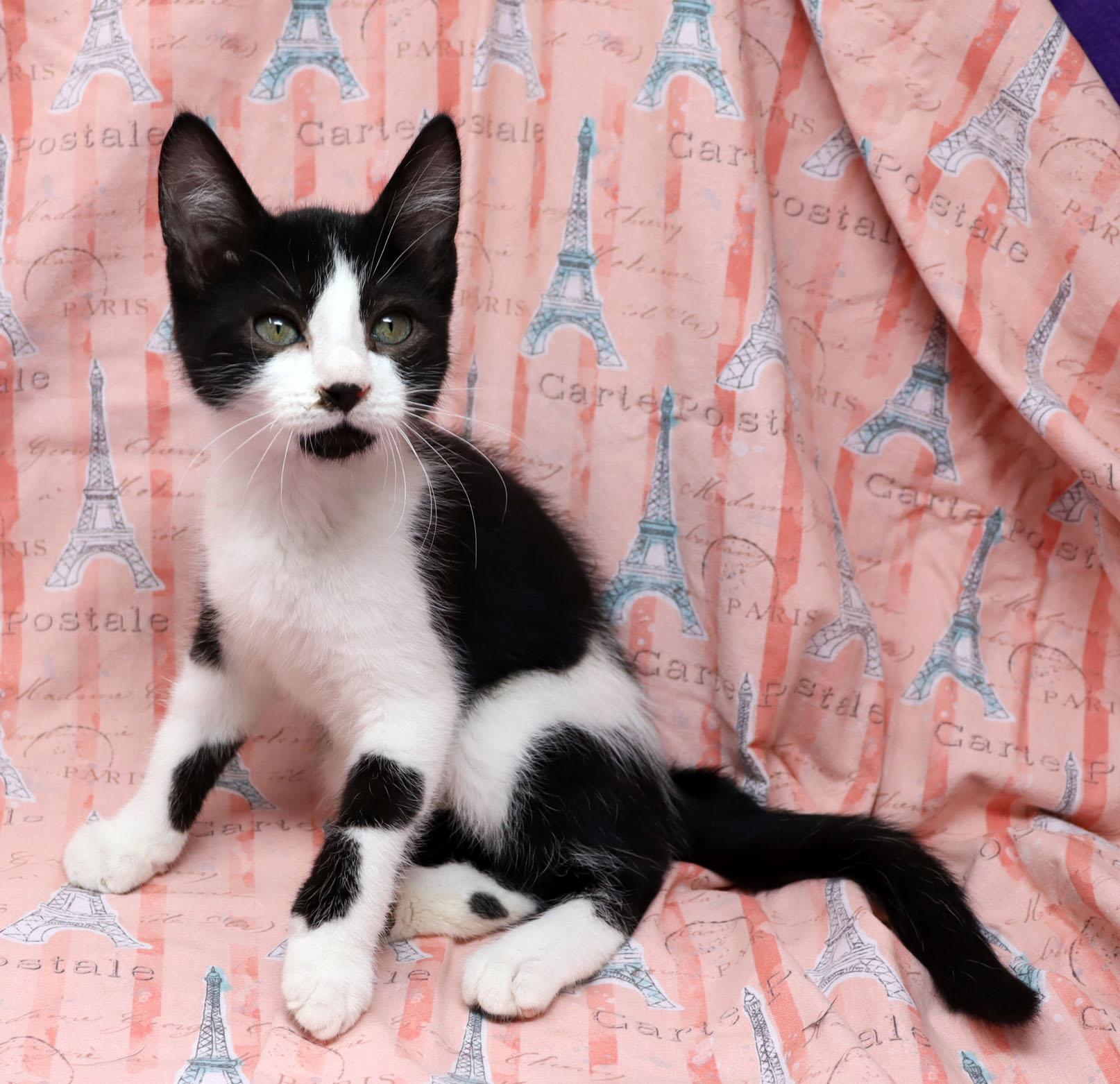 Zebbie, adopted, Kitten Female Domestic Short Hair.