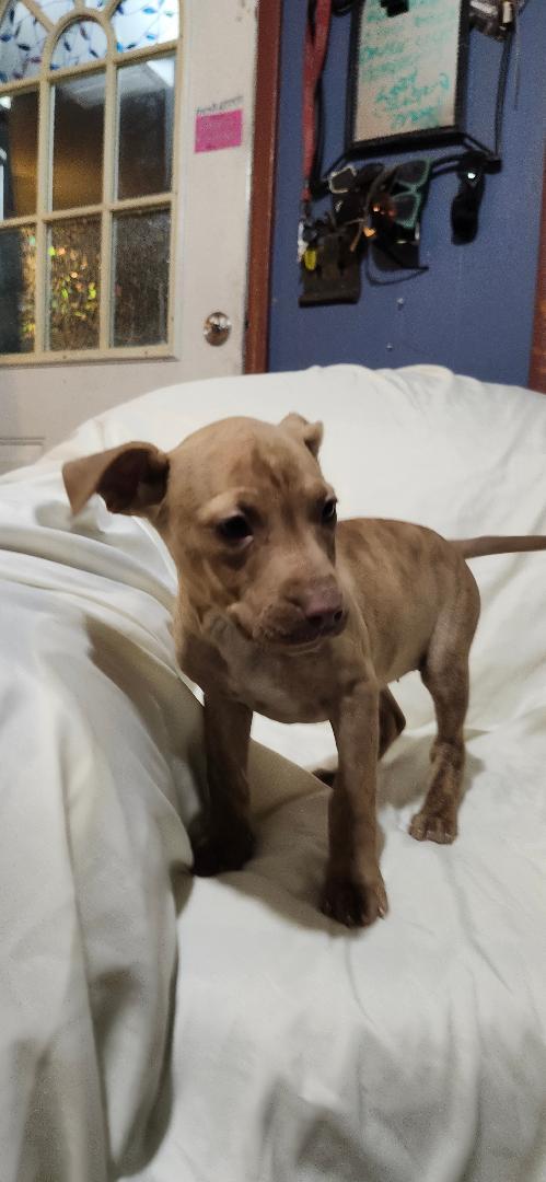 Kona, Adoptable, Puppy Female Pit Bull Terrier.